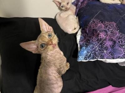 Tiny - Devon Rex - Gallery Photo #1