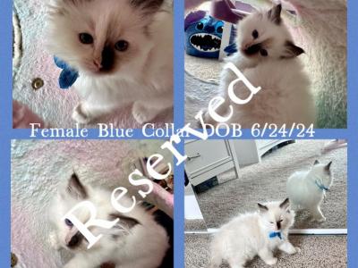 1 Female Ragdoll Baby - Ragdoll - Gallery Photo #1