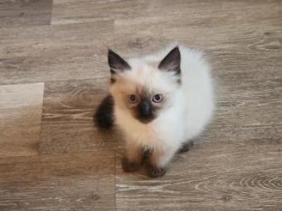 Last Kitten Looking For His For Ever Home - Ragdoll - Gallery Photo #1