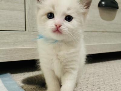 Blue Boy Ragdolls TICA - Ragdoll - Gallery Photo #1