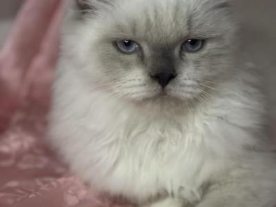 Muffin - Himalayan - Gallery Photo #1