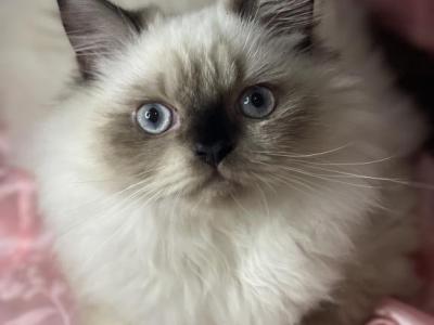 Nugget - Himalayan - Gallery Photo #1