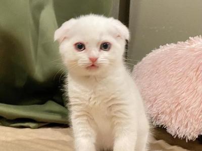 Jetaime - Scottish Fold - Gallery Photo #1