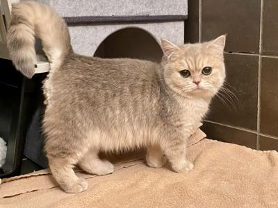 Linsey - British Shorthair - Gallery Photo #1