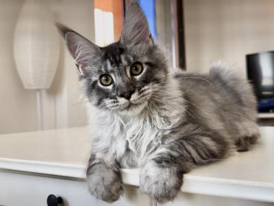 Starlet Pet Avrora - Maine Coon - Gallery Photo #1