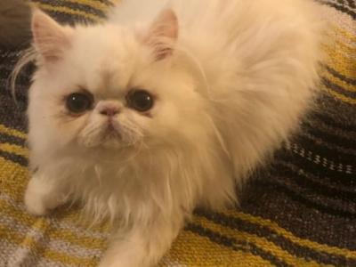 White Persian Male Kitten - Persian - Gallery Photo #1