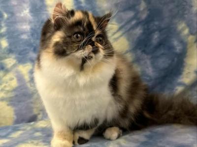 CFA REG CALICO SMOKE BABY GIRL - Persian - Gallery Photo #1