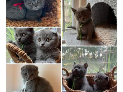 Scottish Fold Straight Kittens - Scottish Fold - Gallery Photo #1