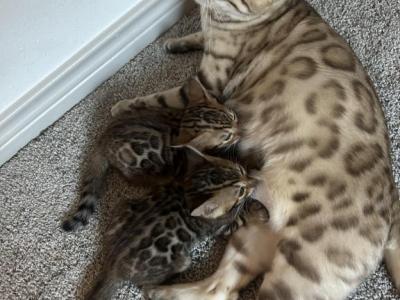 Winnies Litter - Bengal - Gallery Photo #1