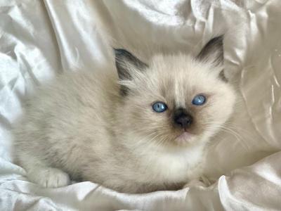 Bongo - Ragdoll - Gallery Photo #1