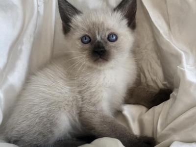 Turkey - Siamese - Gallery Photo #1