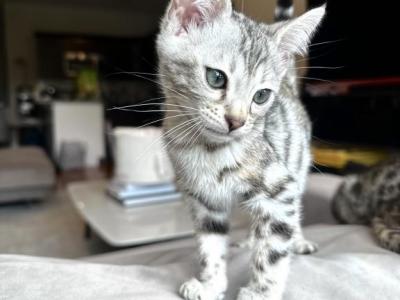 Silvy - Bengal - Gallery Photo #1