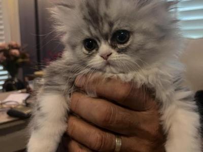 Magic Silver - Persian - Gallery Photo #1