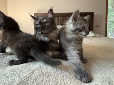 Very Nice Gentle Kittens - Maine Coon - Gallery Photo #1