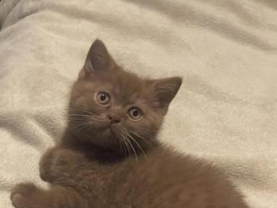 Cinnamon Kitten - British Shorthair - Gallery Photo #1