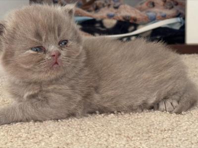 British Shorthair Last One - British Shorthair - Gallery Photo #1