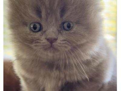 British Shorthair - British Shorthair - Gallery Photo #1