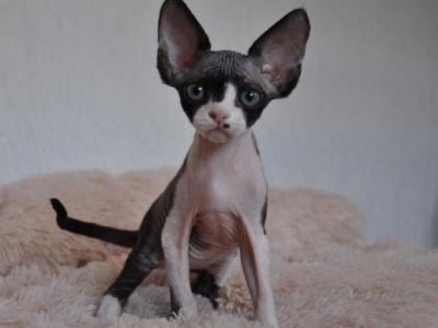 Jordan Devon Rex Male Black Bicolour - Devon Rex - Gallery Photo #1