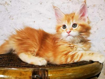 Roksolana Maine Coon Female Red Tabby - Maine Coon - Gallery Photo #1