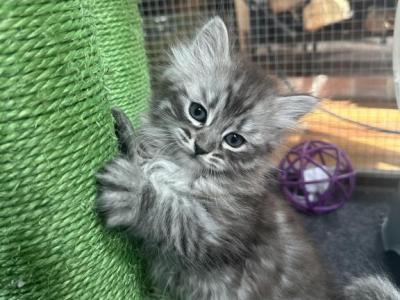 Siberian Kittens - Siberian - Gallery Photo #1