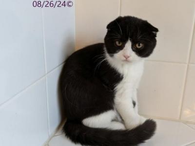 Oreo - Scottish Fold - Gallery Photo #1