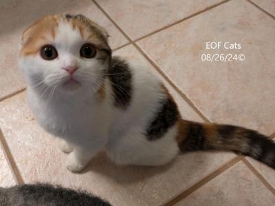 Cookie - Scottish Fold - Gallery Photo #1