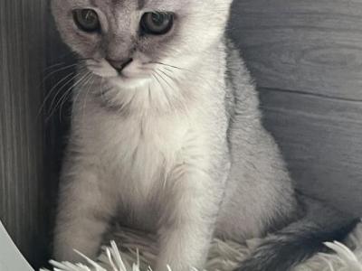 Viki - Scottish Fold - Gallery Photo #1