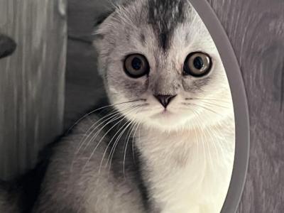 Lili - Scottish Fold - Gallery Photo #1