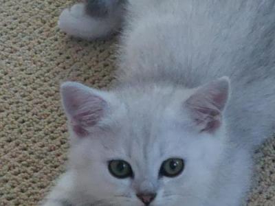 Silver Boys - Scottish Fold - Gallery Photo #1