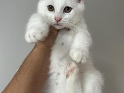 White Ragdoll Male Kitten - Ragdoll - Gallery Photo #1