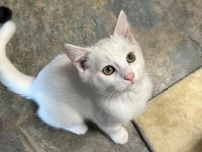 White Ragdoll Male Kitten - Ragdoll - Gallery Photo #1