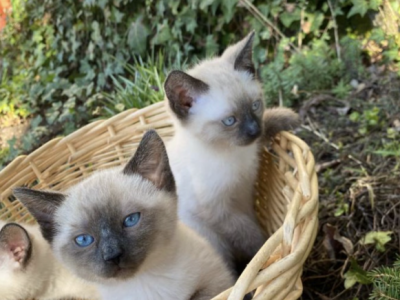 Siamese Litter - Siamese - Gallery Photo #1