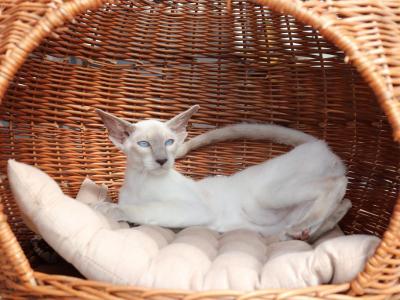 Hayden Marbleficent - Peterbald - Gallery Photo #1