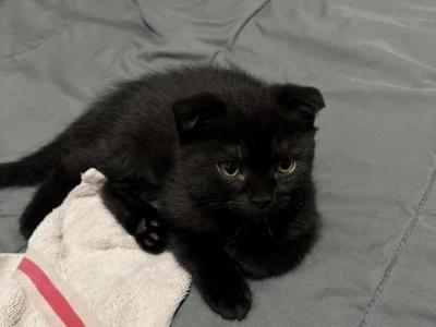 Panda - Scottish Fold - Gallery Photo #1