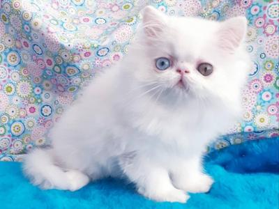 Valdemar - Persian - Gallery Photo #1