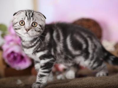 Hrom - Scottish Fold - Gallery Photo #1