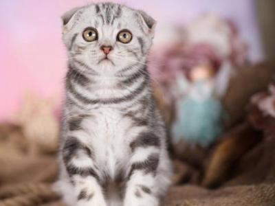 Han - Scottish Fold - Gallery Photo #1