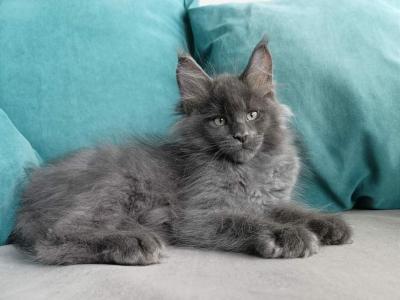 Izumrud - Maine Coon - Gallery Photo #1