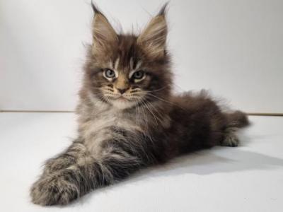 Samantha - Maine Coon - Gallery Photo #1