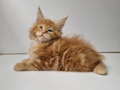 Simba - Maine Coon - Gallery Photo #1