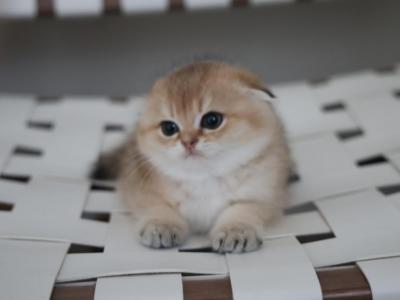 Bro - Scottish Fold - Gallery Photo #1