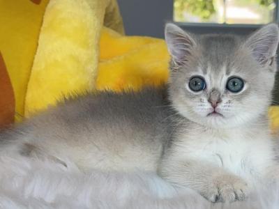 B015 - British Shorthair - Gallery Photo #1