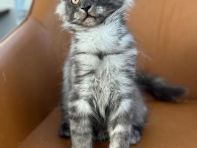 Coal - Maine Coon - Gallery Photo #1