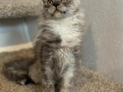 Smokey - Maine Coon - Gallery Photo #1