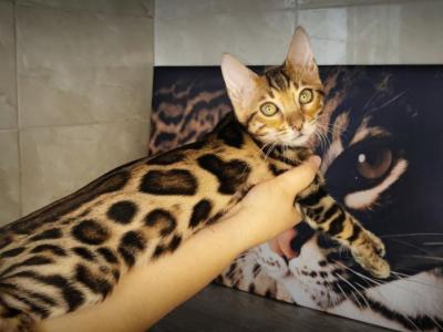 Lucas - Bengal - Gallery Photo #1