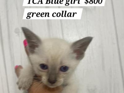 Stella Litter Lilac Blue Points - Siamese - Gallery Photo #1