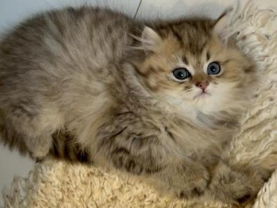 Golden Dollface Persian Kittens  Male & Female - Persian - Gallery Photo #1