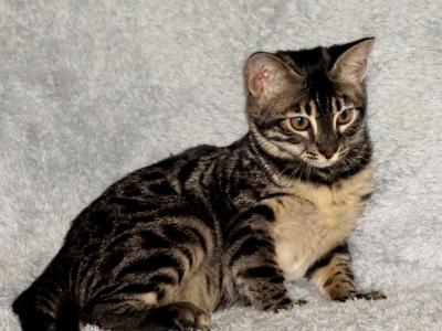 Bengal Charcoal Female Excellant Pet Pricing - Bengal - Gallery Photo #1