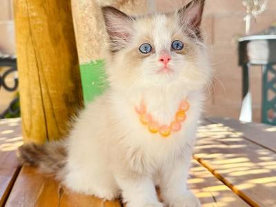 Chloe - Ragdoll - Gallery Photo #1