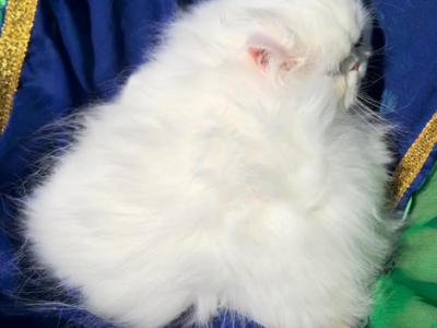 CFA Registered White Dollface Persian Male - Persian - Gallery Photo #1